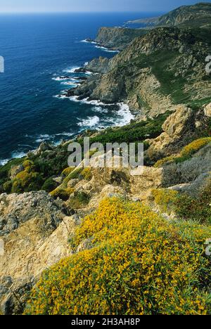 FRANKREICH. NORD KORSIKA (2B) SÜDKÜSTE BEI CALVI Stockfoto