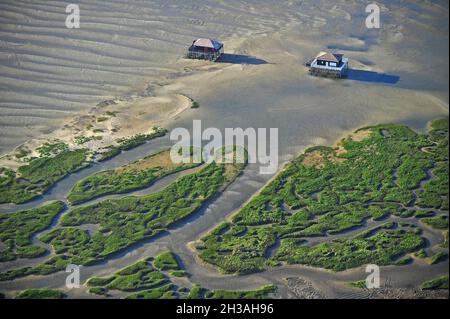 FRANKREICH. GIRONDE (33) ARCACHON BASSIN. BIRDS ISLAND (ILE AUX OISEAUX) Stockfoto