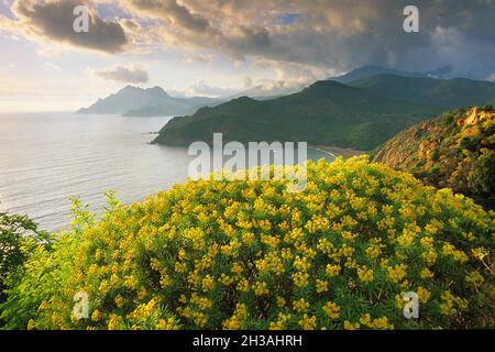 FRANKREICH. SÜDKORSIKA (2A) BUCHT VON PORTO. EUPHORBES Stockfoto