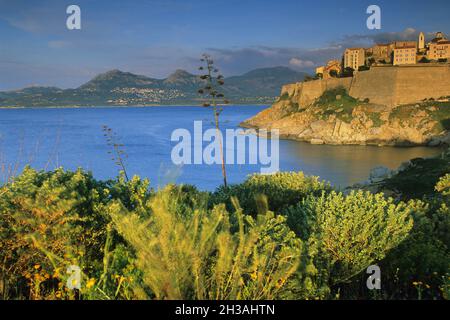 NORD KORSIKA (2B) FESTUNG VON CALVI Stockfoto