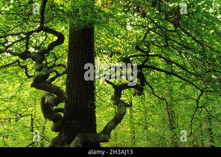 FRANKREICH. MARNE (51) REGION REIMS. FAUX DE VERZY Stockfoto