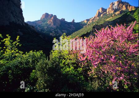 FRANKREICH. VAR (83) ESTEREL-MASSIV. FELSEN VON ST. BARTHELEMY Stockfoto