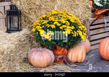 Kürbisse und Blumen in Ballen. Herbstdekorationen mit blühenden Chrysanthemen Büschen in Blumentöpfen zwischen Heuhaufen. Halloween Hintergrund. Givin Stockfoto