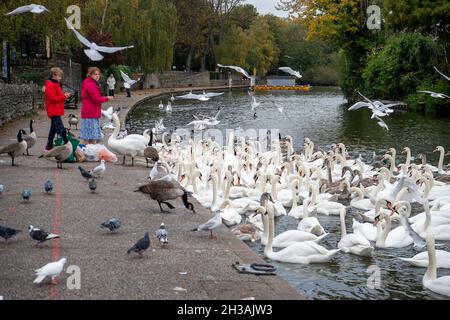 Windsor, Großbritannien. Oktober 2021. Die Schwanenschar an der Themse in Windsor war heute Morgen sehr hungrig, als sie abschrabbten, um Brotfetzen von Einheimischen zu bekommen, die sie füttern. Glücklicherweise gibt es auf diesem Abschnitt der Themse mindestens 20 neue Cygnets. Quelle: Maureen McLean/Alamy Live News Stockfoto