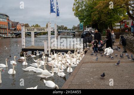 Windsor, Großbritannien. Oktober 2021. Die Schwanenschar an der Themse in Windsor war heute Morgen sehr hungrig, als sie abschrabbten, um Brotfetzen von Einheimischen zu bekommen, die sie füttern. Glücklicherweise gibt es auf diesem Abschnitt der Themse mindestens 20 neue Cygnets. Quelle: Maureen McLean/Alamy Live News Stockfoto