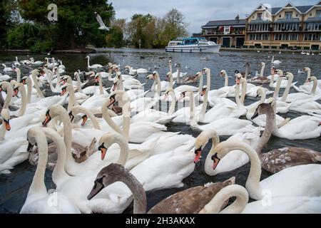 Windsor, Großbritannien. Oktober 2021. Die Schwanenschar an der Themse in Windsor war heute Morgen sehr hungrig, als sie abschrabbten, um Brotfetzen von Einheimischen zu bekommen, die sie füttern. Glücklicherweise gibt es auf diesem Abschnitt der Themse mindestens 20 neue Cygnets. Quelle: Maureen McLean/Alamy Live News Stockfoto