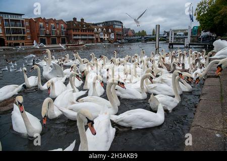 Windsor, Großbritannien. Oktober 2021. Die Schwanenschar an der Themse in Windsor war heute Morgen sehr hungrig, als sie abschrabbten, um Brotfetzen von Einheimischen zu bekommen, die sie füttern. Glücklicherweise gibt es auf diesem Abschnitt der Themse mindestens 20 neue Cygnets. Quelle: Maureen McLean/Alamy Live News Stockfoto