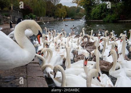 Windsor, Großbritannien. Oktober 2021. Die Schwanenschar an der Themse in Windsor war heute Morgen sehr hungrig, als sie abschrabbten, um Brotfetzen von Einheimischen zu bekommen, die sie füttern. Glücklicherweise gibt es auf diesem Abschnitt der Themse mindestens 20 neue Cygnets. Quelle: Maureen McLean/Alamy Live News Stockfoto