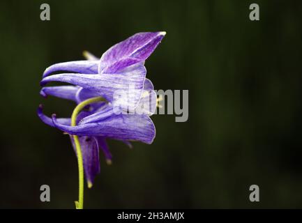 Schöne lila Blume auf schwarzem Hintergrund Stockfoto