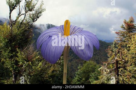 Schöne lila Blume auf schwarzem Hintergrund Stockfoto