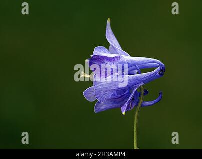 Schöne lila Blume auf schwarzem Hintergrund Stockfoto