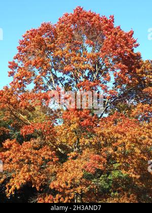 Große scharlachrote Eiche querus coccinea im Herbst Stockfoto