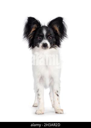 Hervorragender weißer, schwarzer und brauner Epagneul Nain Papillon Hundewelpe, der nach vorne zeigt. Blick auf die Kamera. Isoliert auf weißem Hintergrund. Stockfoto