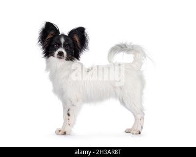 Ausgezeichnete weiß schwarz und tan Epagneul Nain Papillon Hund Welpen, stehend Seitenwege Blick in Richtung Kamera. Isoliert auf weißem Hintergrund. Stockfoto