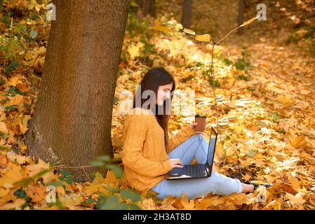 Konzentrierte Frau oder Schülerin arbeiten auf einem Laptop im Park, der auf gefallenen gelben Blättern sitzt Stockfoto