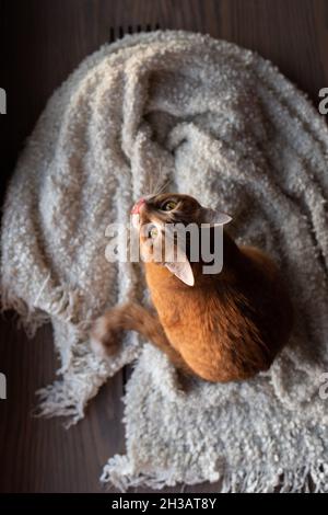 Rote Katze wäscht sich auf einer flauschigen weißen Decke, Blick von oben. Stockfoto