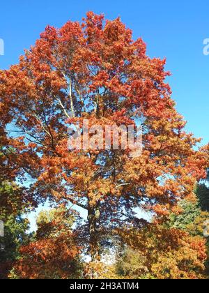 Große scharlachrote Eiche querus coccinea im Herbst Stockfoto
