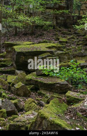 Felsen auf moosbedecktem Waldboden, Mullerthal, Luxemburg Stockfoto