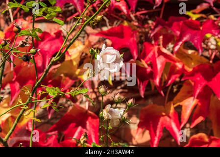 Eine weiße Rose vor rotem Weinlaub an einer Hausfassafe im Herbst Stockfoto