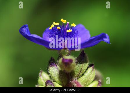 Pulsatilla pratensis (kleine Pasquenblüte) ist eine Art der Gattung Pulsatilla, die in Mittel- und Osteuropa, aus Südost-Norwegen und aus der Region beheimatet ist Stockfoto