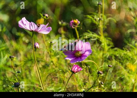 Ein Schmetterling der Gattung Admiral auf einer Blüte im sonnigen Herbst Stockfoto