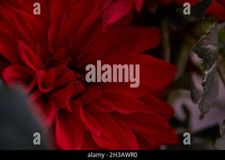 Dahlia Blume Nahaufnahme Hintergrund. Cottagecore-Ästhetik. Hochwertige Fotos Stockfoto