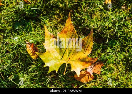 Bunte Herbststimmung in einem Park an einem sonnigen Oktobertag Stockfoto