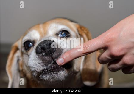 Alter Beagle-Hund, der die Kamera anschaut Stockfoto