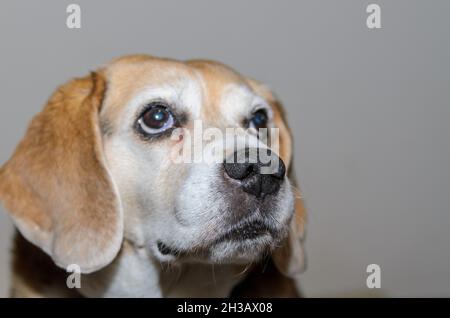 Alter Beagle-Hund, der die Kamera anschaut Stockfoto