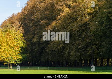 Bunte Herbststimmung in einem Park an einem sonnigen Oktobertag Stockfoto