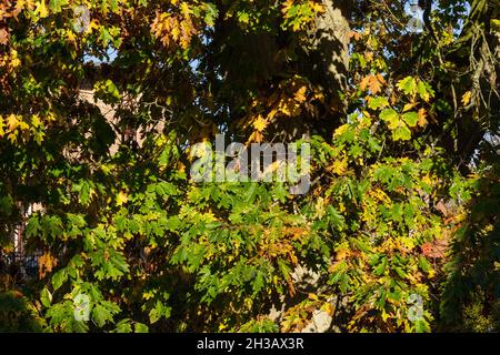 Bunte Herbststimmung in einem Park an einem sonnigen Oktobertag Stockfoto