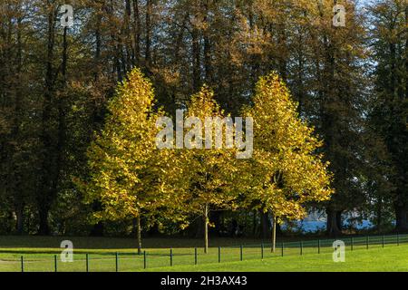 Bunte Herbststimmung in einem Park an einem sonnigen Oktobertag Stockfoto