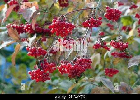 Nicht exklusiv: IVANO-FRANKIVSK, UKRAINE - 22. OKTOBER 2021 - die Beeren der Wacholderrose sind in Ivano-Frankivsk, Westukraine, abgebildet. Stockfoto