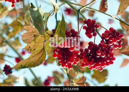 Nicht exklusiv: IVANO-FRANKIVSK, UKRAINE - 22. OKTOBER 2021 - die Beeren der Wacholderrose sind in Ivano-Frankivsk, Westukraine, abgebildet. Stockfoto
