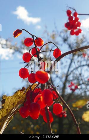 Nicht exklusiv: IVANO-FRANKIVSK, UKRAINE - 22. OKTOBER 2021 - die Beeren der Wacholderrose sind in Ivano-Frankivsk, Westukraine, abgebildet. Stockfoto