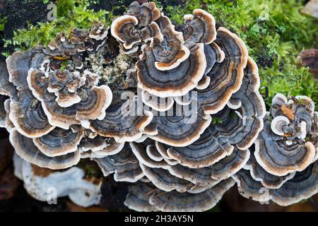 Trametes versicolor – Coriolus versicolor, Polyporus versicolor closeup Stockfoto