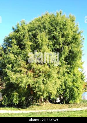 Grün kahlköpfiger Zypressenbaum Cupressaceae Stockfoto