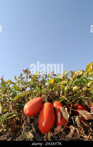 San Severo di Foggia, August 30,2016 - Tomatenernte auf den Feldern des Tavoliere delle Puglie - Italien - Foto von Nicola Ianuale Stockfoto