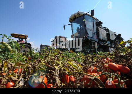 San Severo di Foggia, August 30,2016 - Tomatenernte auf den Feldern des Tavoliere delle Puglie - Italien - Foto von Nicola Ianuale Stockfoto