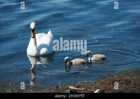 Ein Schwan mit cygnets Stockfoto