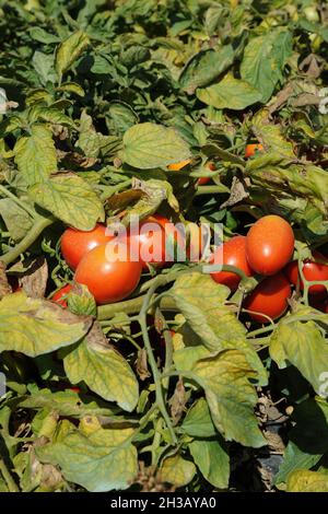 San Severo di Foggia, August 30,2016 - Tomatenernte auf den Feldern des Tavoliere delle Puglie - Italien - Foto von Nicola Ianuale Stockfoto