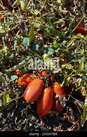 San Severo di Foggia, August 30,2016 - Tomatenernte auf den Feldern des Tavoliere delle Puglie - Italien - Foto von Nicola Ianuale Stockfoto