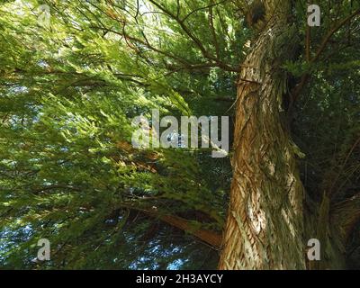 Grün kahlköpfiger Zypressenbaum Cupressaceae Stockfoto