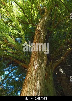 Grün kahlköpfiger Zypressenbaum Cupressaceae Stockfoto