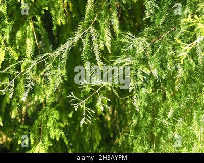 Grün kahlköpfiger Zypressenbaum Cupressaceae Stockfoto