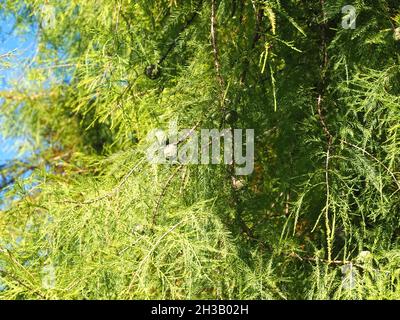 Grün kahlköpfiger Zypressenbaum Cupressaceae Stockfoto