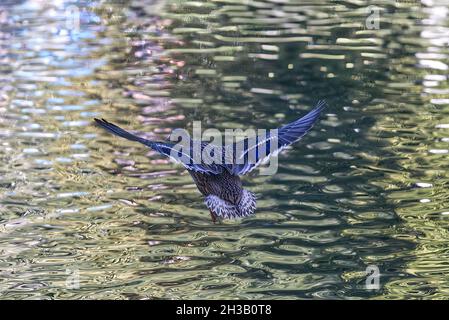 Mallard Duck fliegen - Landung in seiner natürlichen Umgebung auf einem See. Stockfoto