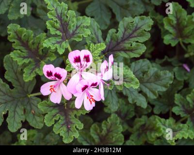 Rosa Pelargonium-Geranienblüte und grüne Blätter Stockfoto