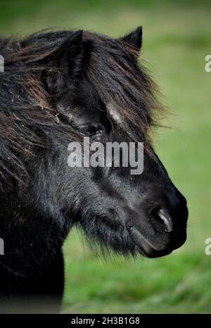 Nahaufnahme eines schwarzen Shetland-Ponys auf einem Feld Stockfoto