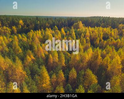 Bunte gelbe Birken, Luftaufnahme im Herbst über dem Wald, Litauen Stockfoto